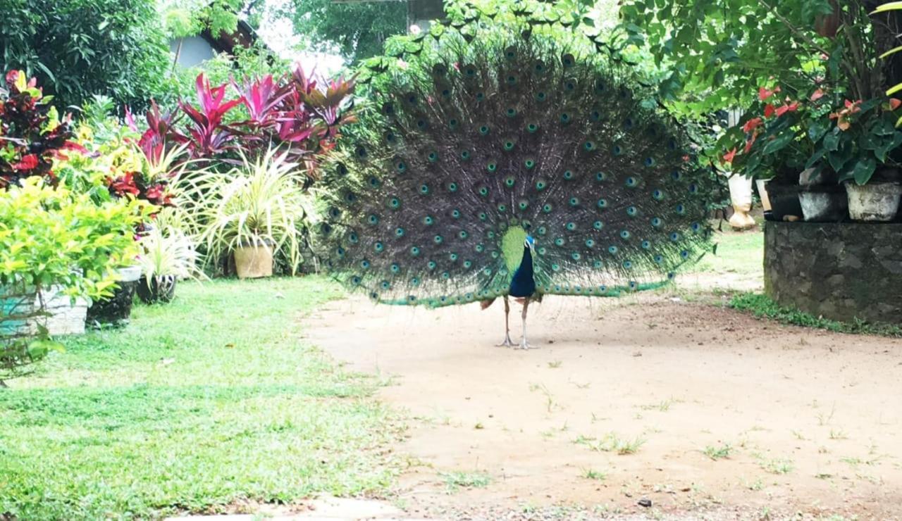 Bird House Homestays Tangalle Zewnętrze zdjęcie