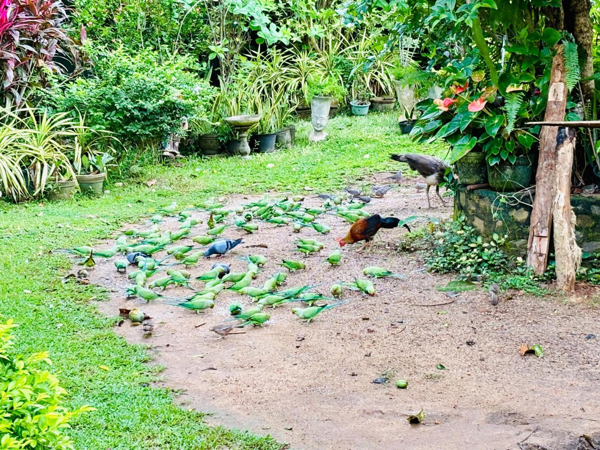 Bird House Homestays Tangalle Zewnętrze zdjęcie